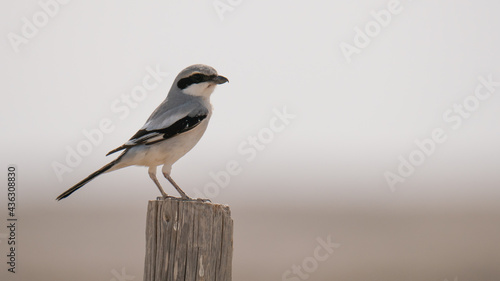 Lesser Gray Shrike found in qatar during summer season. selective focus