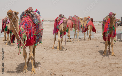 Camels decorated with traditional costume used to take tourist on a ride at Sea line beach in Qatar.