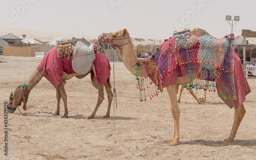 Camels decorated with traditional costume used to take tourist on a ride at Sea line beach in Qatar.