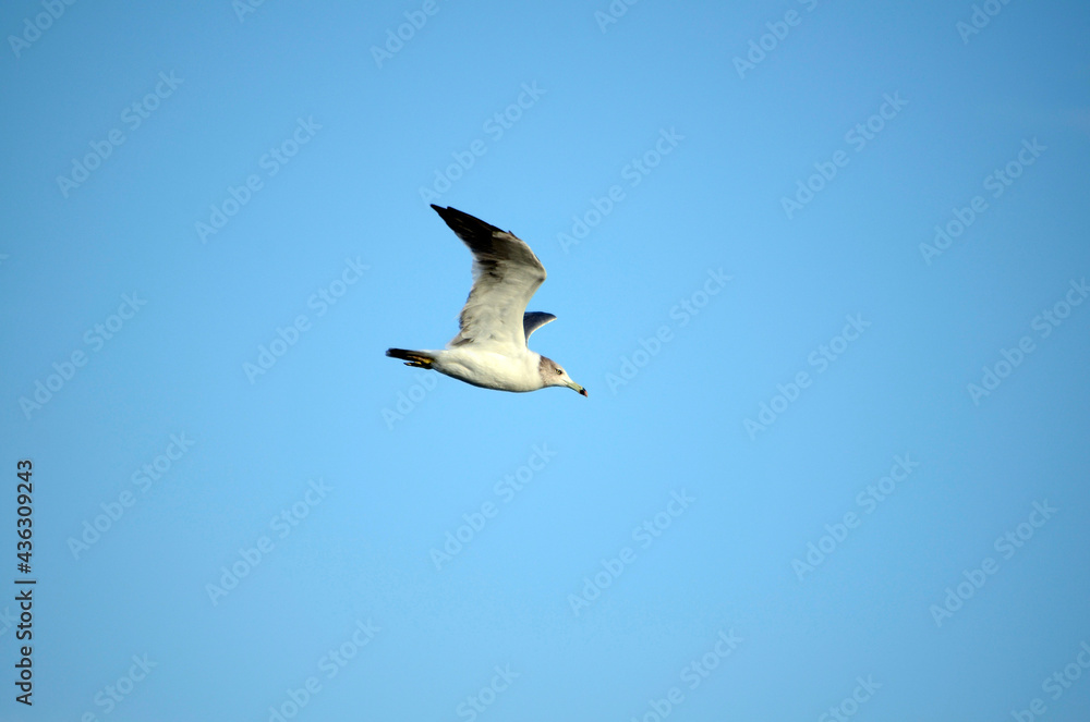 Obraz premium かもめ