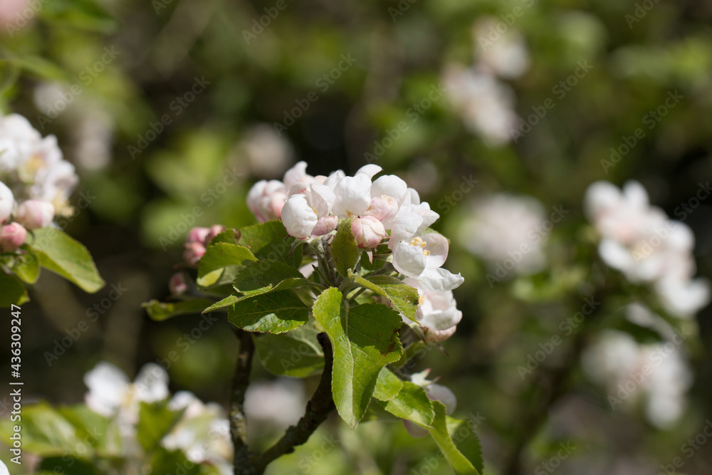 Fresh pink and white blossom flowers of the Discovery Apple tree, Malus domestica, blooming in the spring sunshine, side view with background blur Fresh pink and white blossom flowers of the Discovery Apple tree, Malus domestica, blooming in the spring sunshine, side view with background blur