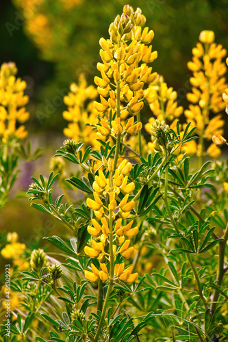 Hiking in Andrew Molera state park in the spring photo