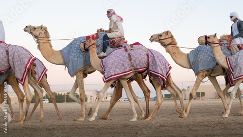 Ash-Shahaniyah, Qatar- March 21 2021 : Jockeys taking the camels for walk in the camel race tracks. photo