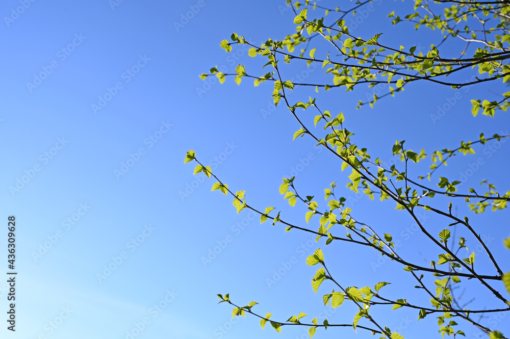 birch branch with young leaves in early spring against a blue sky. The awakening of nature. Copy space birch branch with young leaves in early spring against a blue sky. The awakening of nature. Copy space
