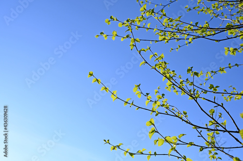 birch branch with young leaves in early spring against a blue sky. The awakening of nature. Copy space
