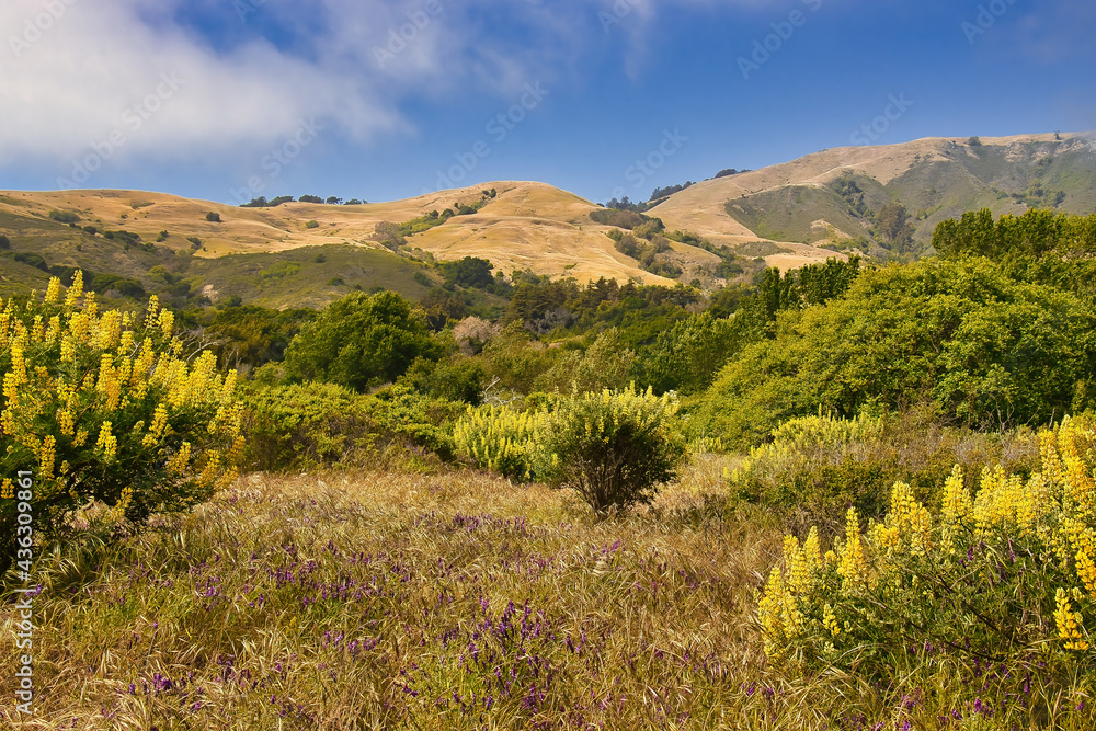Hiking in Andrew Molera state park in the spring
