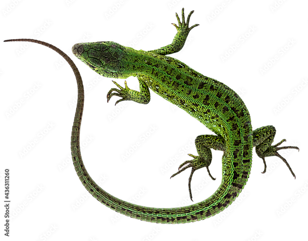 Fototapeta premium European lizard macro photo white background