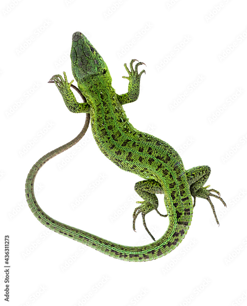 Fototapeta premium European lizard macro photo white background
