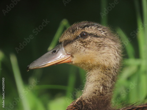 Cute young baby mallard (Anas platyrhynchos) macro close-up. Duckling close-up. Duck hatchling making eye contact with camera, eye level shot.
