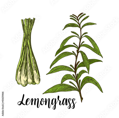 Lemongrass color vector set. Hand drawn Lemongrass tea herb Illustration. Detailed retro style images. Vintage sketch element for labels, packaging and cards design.