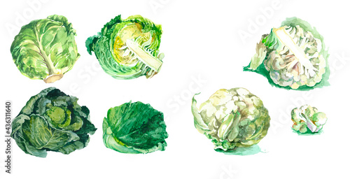 Cabbages and cabbage leaf watercolor isolated on white background set for all prints. Vegetable pattern. Hand painted.