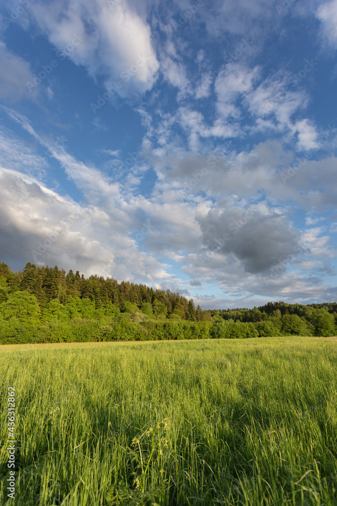 green meadow and clouds in the blue sky