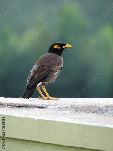 Common myna bird on terrace..