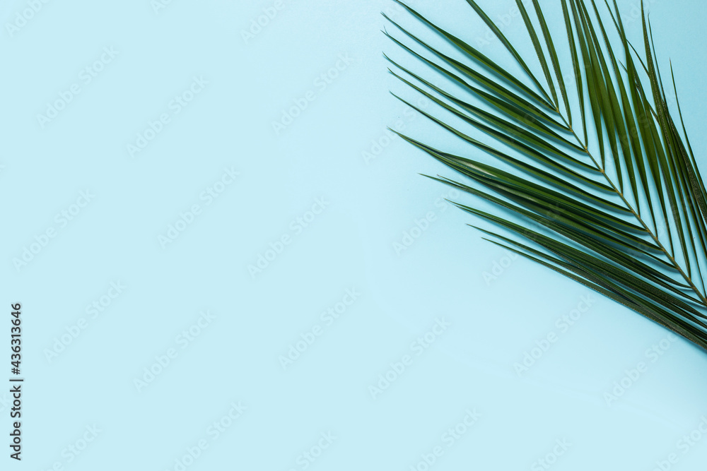 Branch of a palm tree on a light blue background. Banner. Flat lay, top view