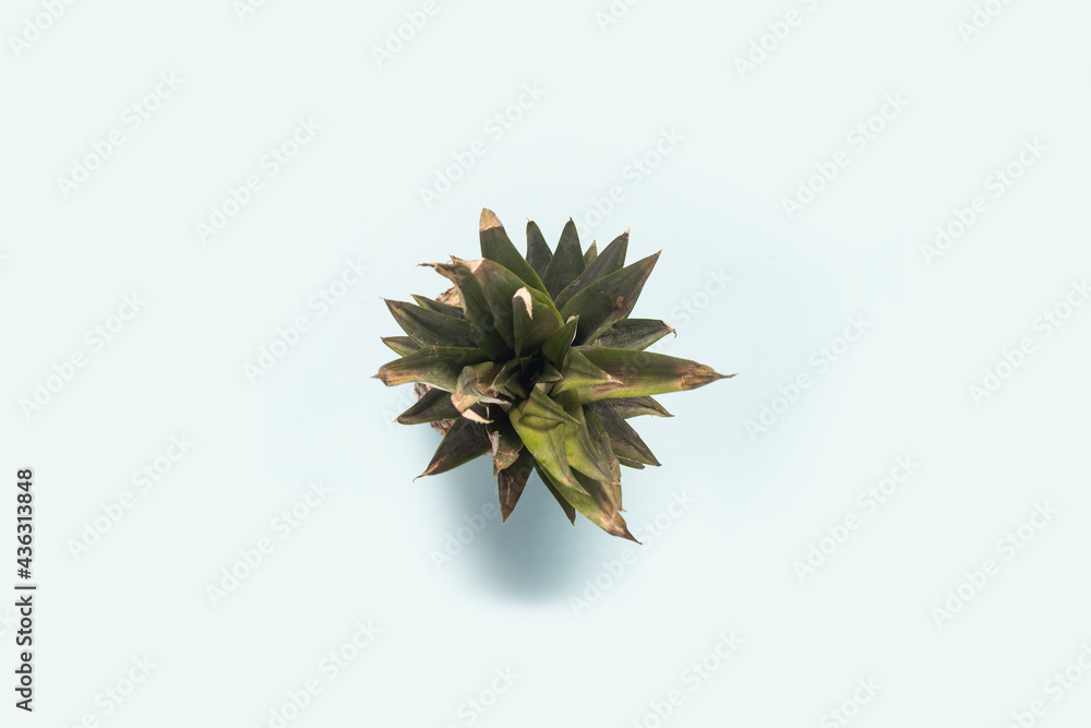 pineapple foliage from above on a blue background. Top view, flat lay pineapple foliage from above on a blue background. Top view, flat lay