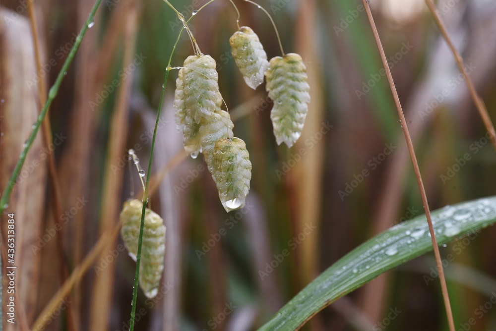 Big quaking grass wet in the rain. Poaceae annual grass. Big quaking grass wet in the rain. Poaceae annual grass.