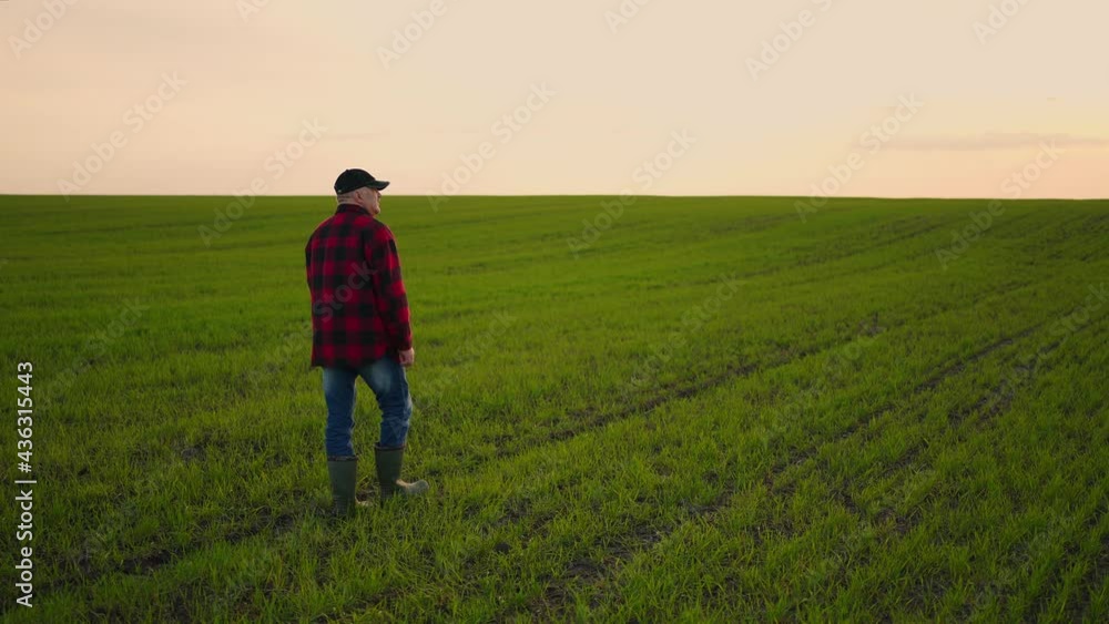 A farmer businessman walks through his field of cereal or soybean fields and inspects the property after a day's work. A farmer businessman walks through his field of cereal or soybean fields and inspects the property after a day's work.