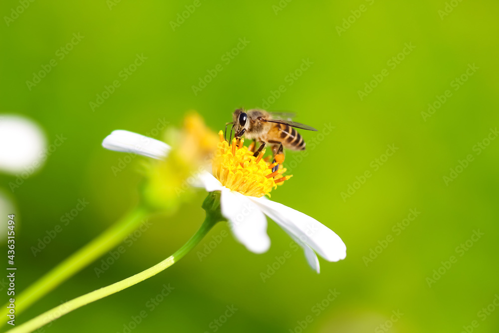Close up white bidens pilosa flower with yellow pollen blooming with bee drinking nectar on blurred green macro background Close up white bidens pilosa flower with yellow pollen blooming with bee drinking nectar on blurred green macro background