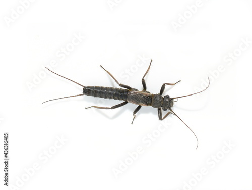 Closeup on shortwing stonefly plecoptera isolated on white background