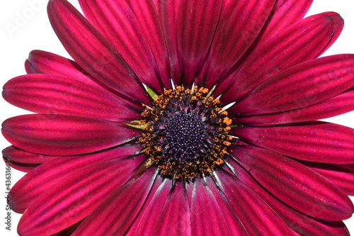 Closeup on a red spanish marguerite  daisy flower
