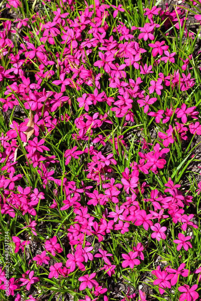Rhodohypoxis milloides 'Claret' a flowering bulbous plant with a pink red springtime flower commonly known as spring starflower, stock photo image