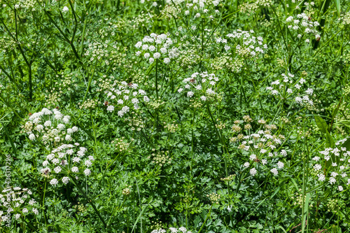Foto Oenanthe crocata the most poisonous plant found in the UK which has a white spri