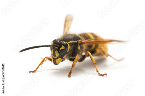 Wasp on white background