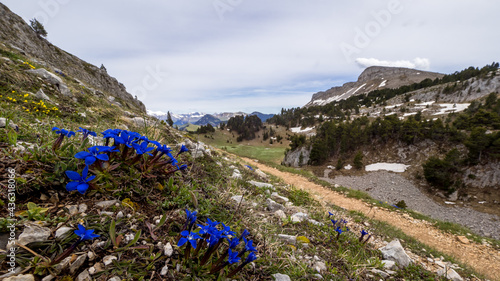 Vercors landscape, Combeau valley, ibex, Mont Aiguille, flowers and shepherd's hut
