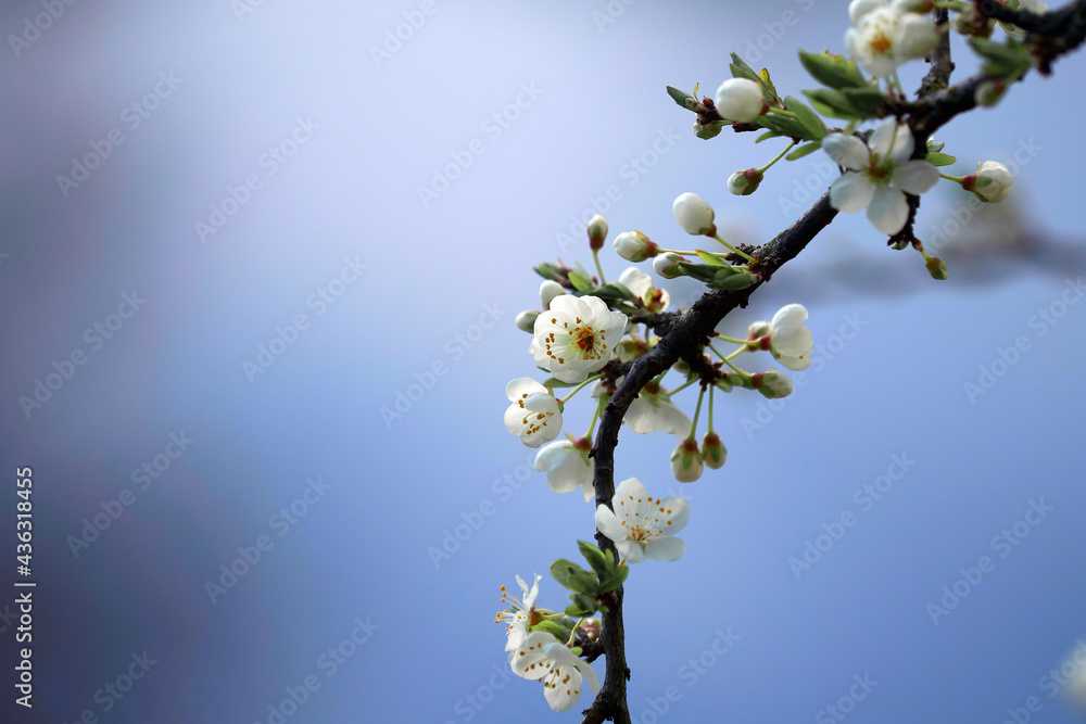 Blooming tree branch against the sky. Selective focus Blooming tree branch against the sky. Selective focus