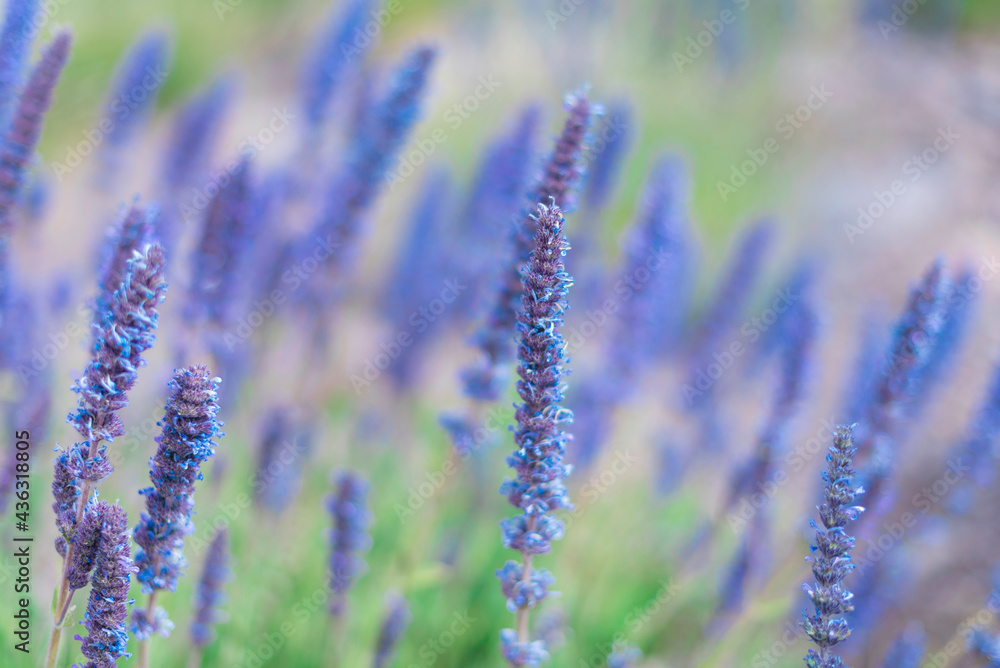 Lavender Blue Spear or lavender canariensis flowers. Cold tone background. Lavender Blue Spear or lavender canariensis flowers. Cold tone background.