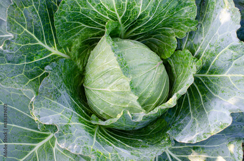 Fototapeta premium Top view of fresh organic cabbage vegetable in the farm ready for cultivation
