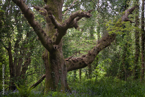 oak tree in the woods