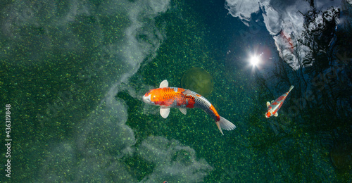 Koi fish in pond swimming and relaxing  duribg a sunny day