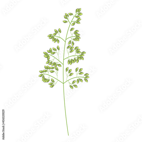 A sprig of ordinary forest, meadow grass. Vector stock illustration.
