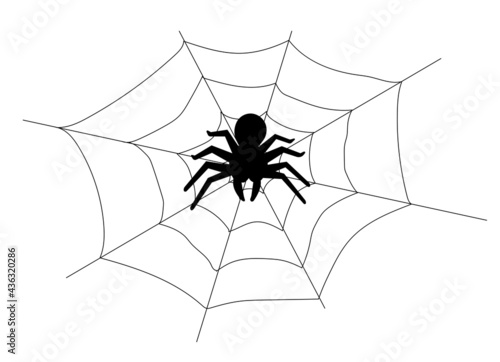 spider and web