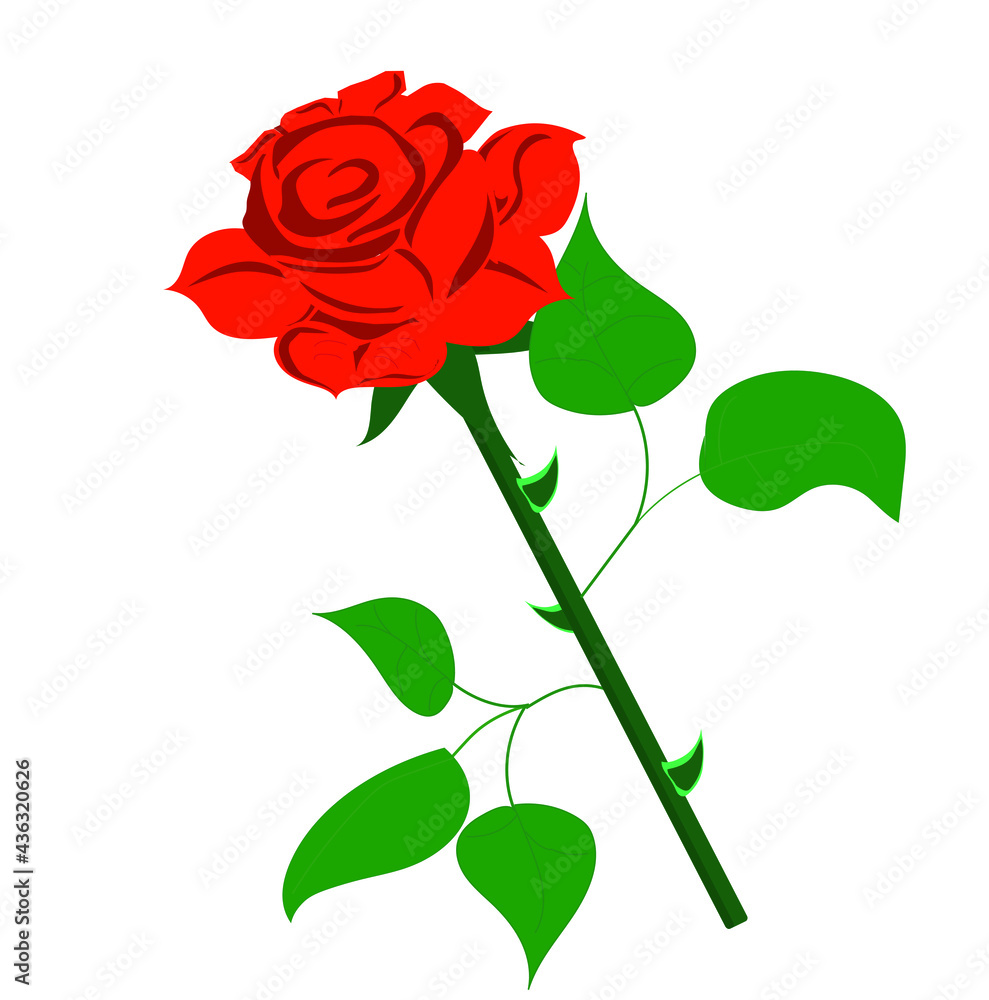 red rose isolated on white background red rose isolated on white background