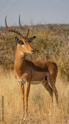 Portrait of an impala ram © Jurgens