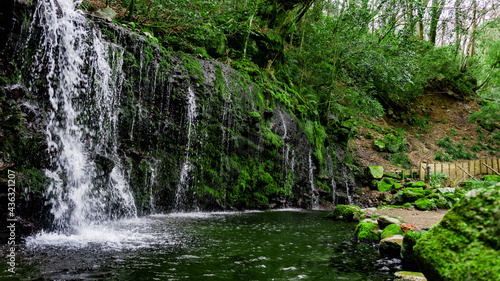 Forest waterfall  Hakone  Japan