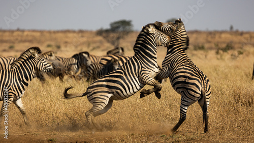 Zebra fighting, kicking, biting in the wild