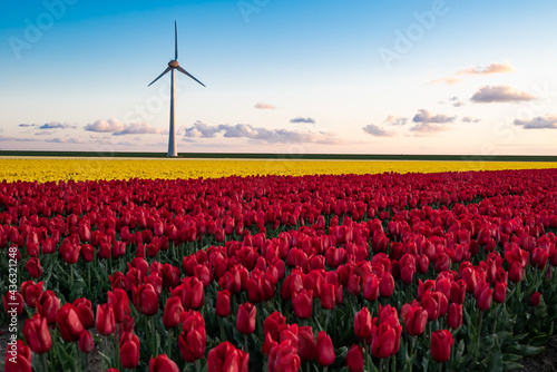 Red and yellow tulip flower field and a modern day windmill for power generation.... photo