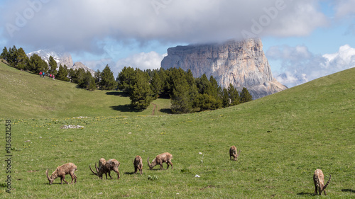 Vercors landscape, Combeau valley, ibex, Mont Aiguille, flowers and shepherd's hut
