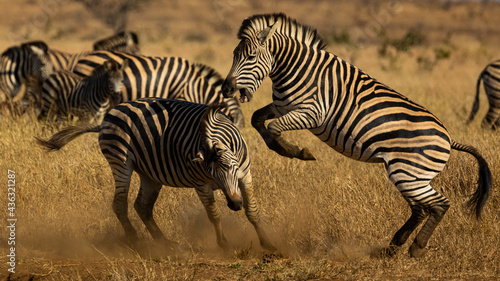 Zebra fighting, kicking, biting in the wild