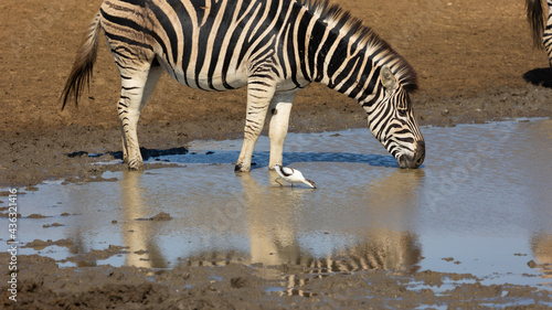 Zebra and pied avocet at the waterhole