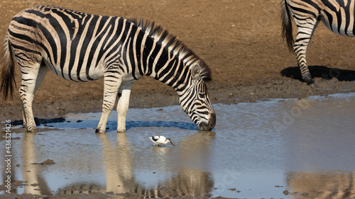 Zebra and pied avocet at the waterhole