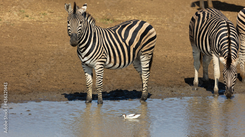Zebra and pied avocet at the waterhole