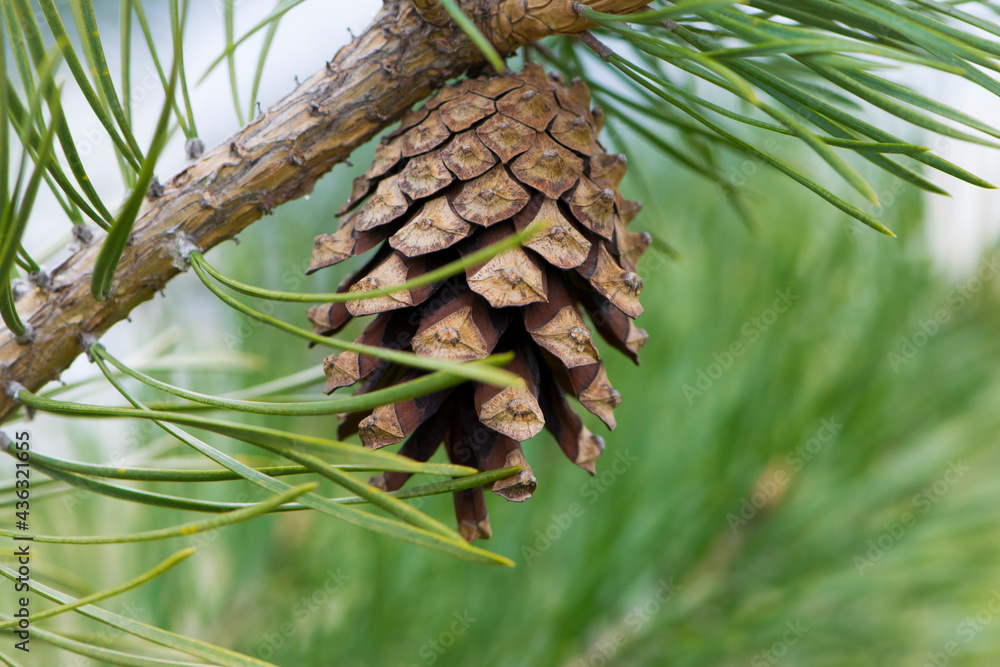 pine cone in a Pine Tree. Pinus. Isolated pine. Pine branch with cones isolated on light natural background. coniferous tree branch in a forest or park, close-up pine cone in a Pine Tree. Pinus. Isolated pine. Pine branch with cones isolated on light natural background. coniferous tree branch in a forest or park, close-up