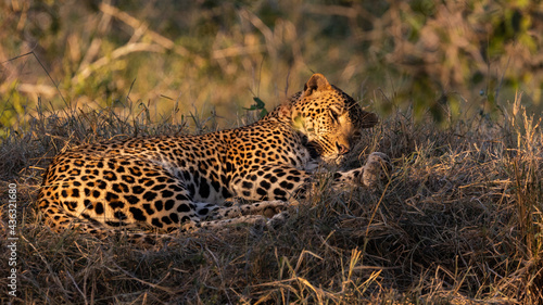 a very sleepy male leopard