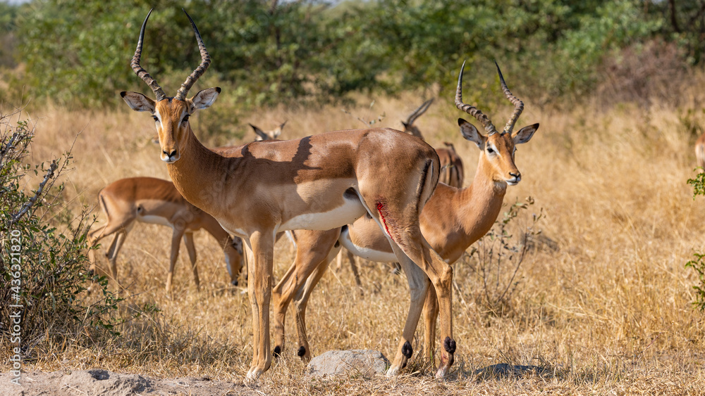 Impala ram with a puncture wound on his leg Impala ram with a puncture wound on his leg