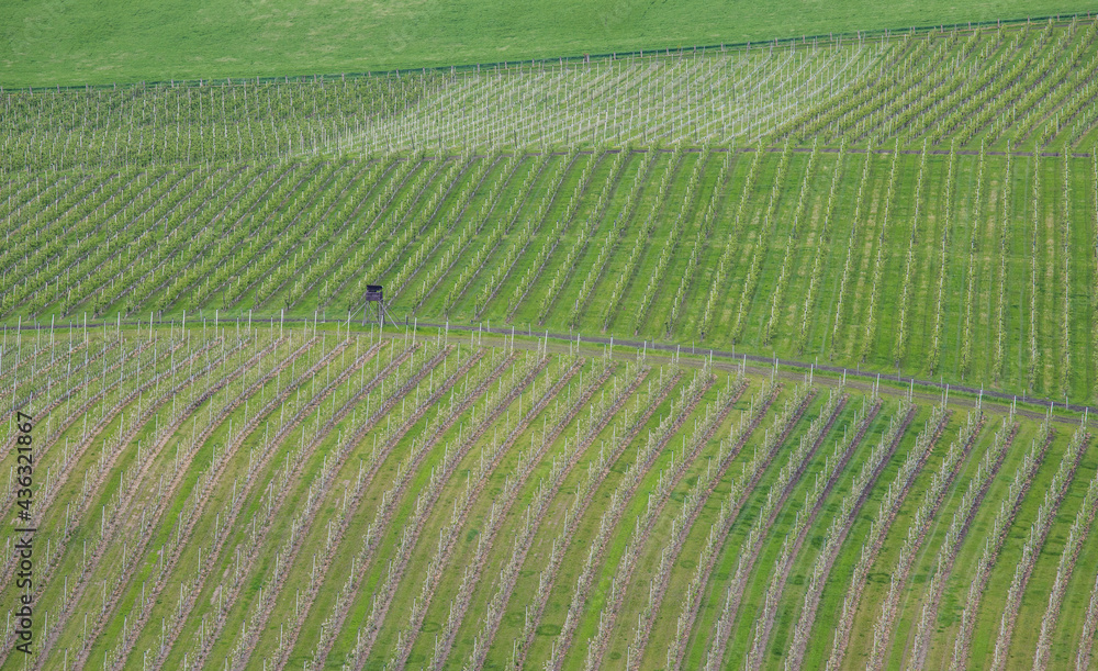 spring wavy vineyard from above
