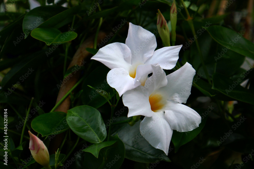 Fototapeta premium weiße Sunderville